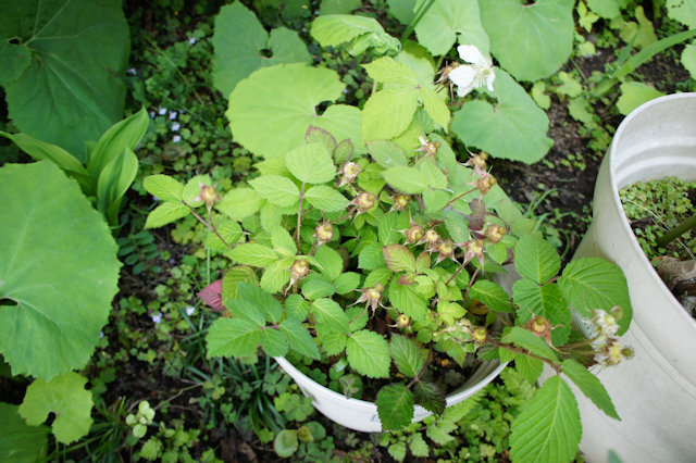ノイバラ・ノバラ(野茨・野薔薇)