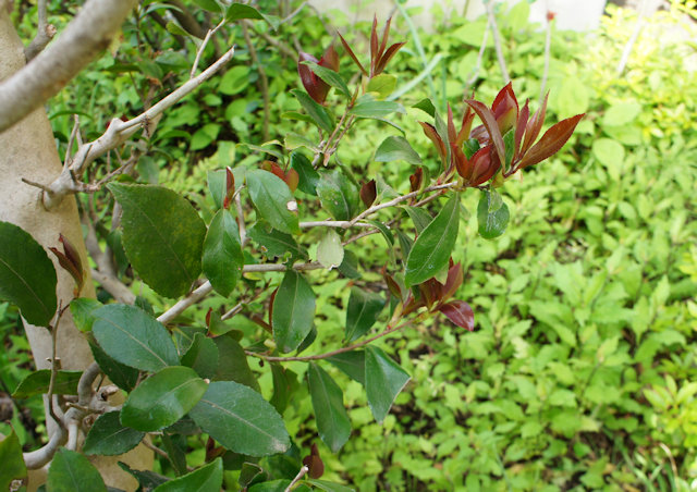 サザンカ(山茶花)