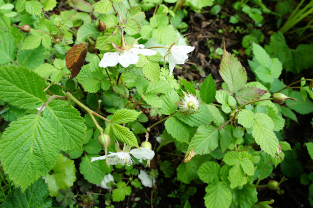 ノイバラ・ノバラ(野茨・野薔薇)