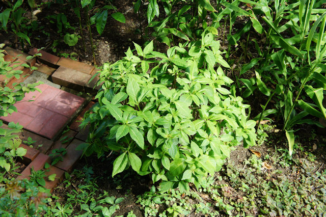 アジサイ(紫陽花)