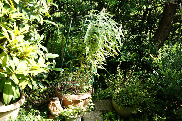 アメジストセージ