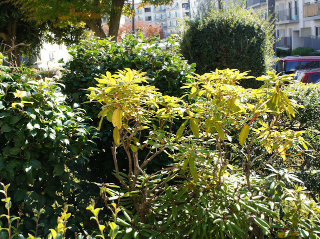 ���㥯�ʥ�������֡�