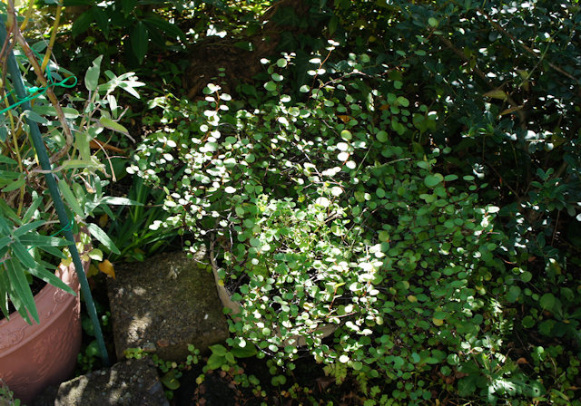 �磻�䡼�ץ���