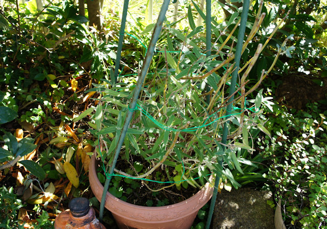 ���᥸���ȥ�����