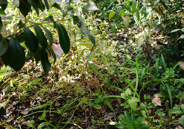 �����󥫡ʻ���֡�