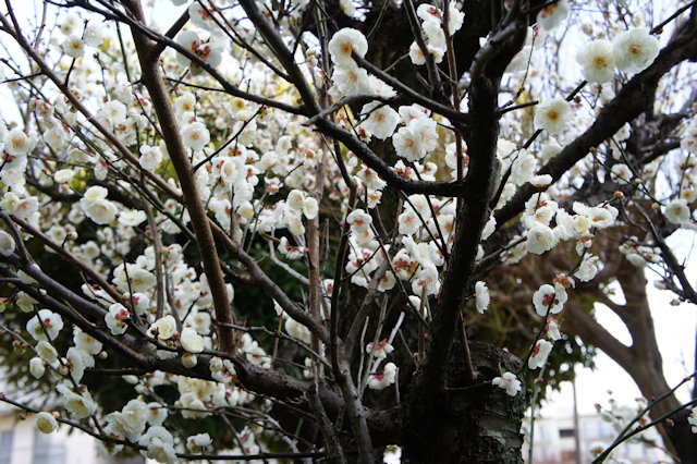 2月のウメ