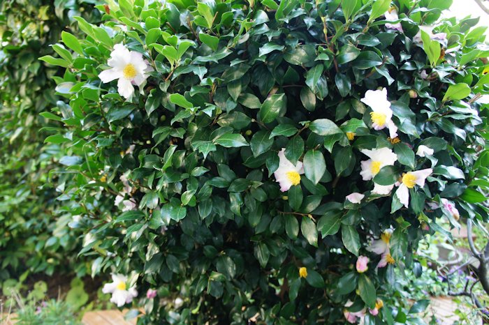 サザンカ(山茶花)