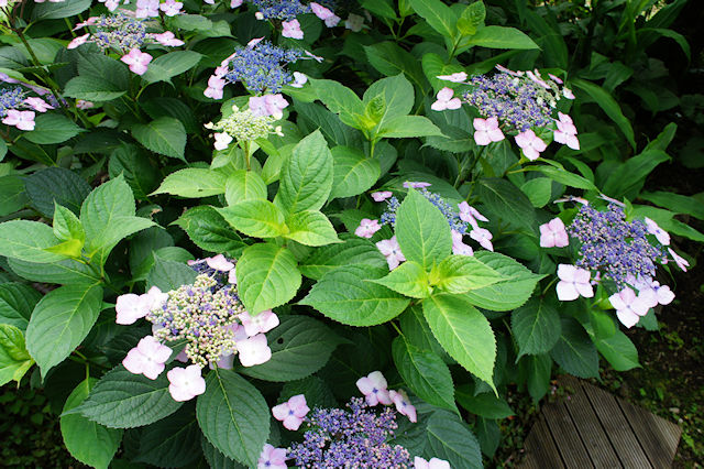 アジサイ(紫陽花)