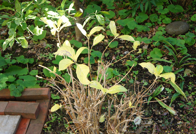 アジサイ(紫陽花)