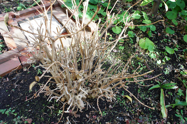 アジサイ(紫陽花)