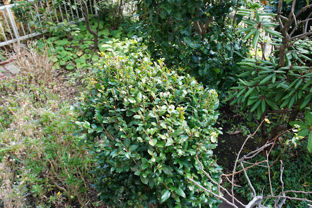 サザンカ(山茶花)