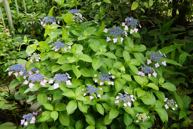 アジサイ(紫陽花)