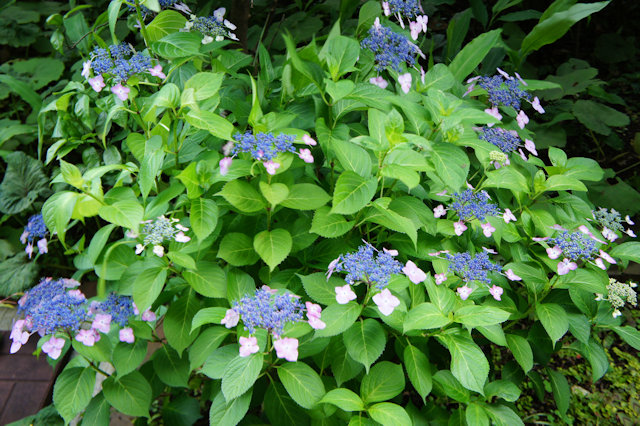 アジサイ(紫陽花)