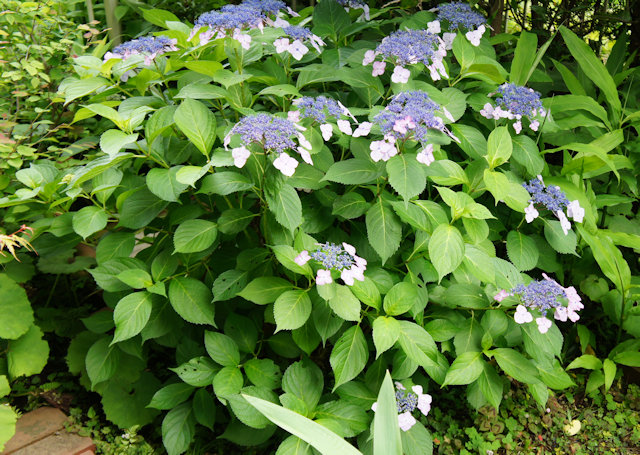 アジサイ(紫陽花)