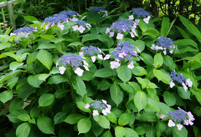 アジサイ(紫陽花)