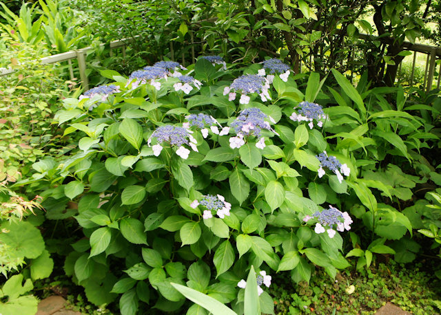 アジサイ(紫陽花)