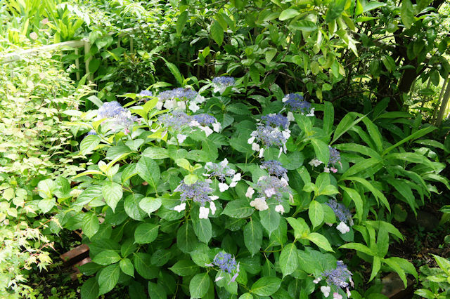 アジサイ(紫陽花)