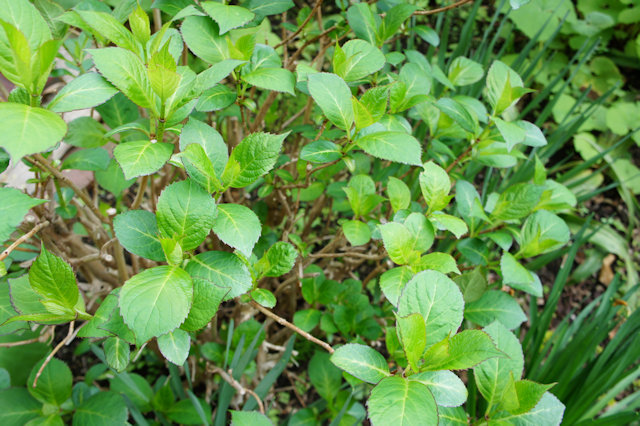 アジサイ(紫陽花)