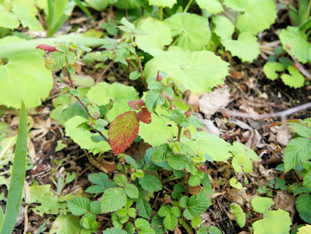 ノイバラ・ノバラ(野茨・野薔薇)