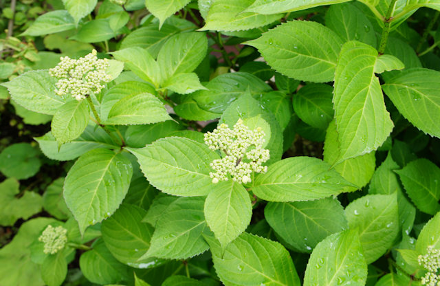 アジサイ(紫陽花)