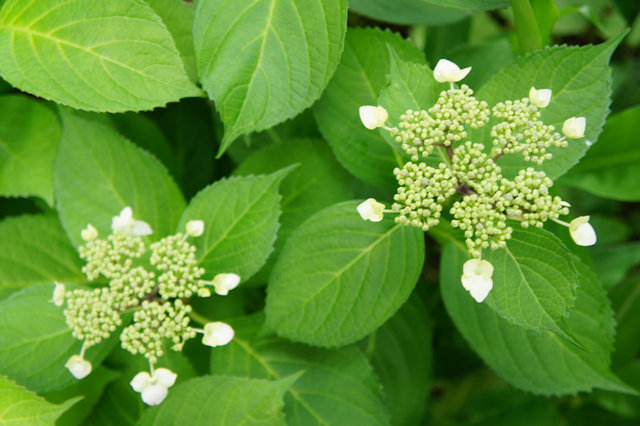 アジサイ(紫陽花)