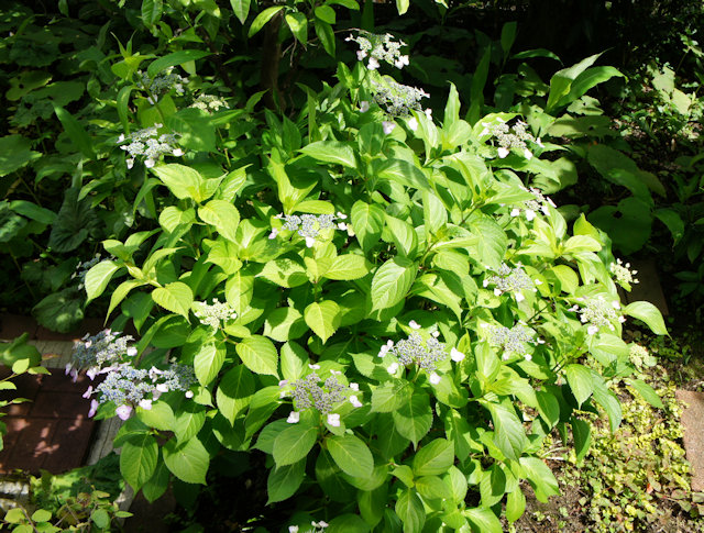アジサイ(紫陽花)