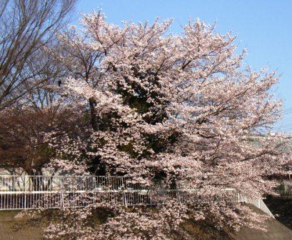 自宅近くの桜