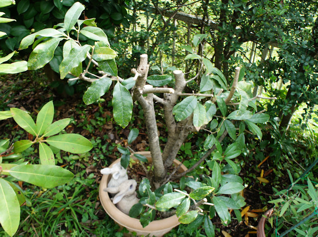 キンモクセイ(金木犀)