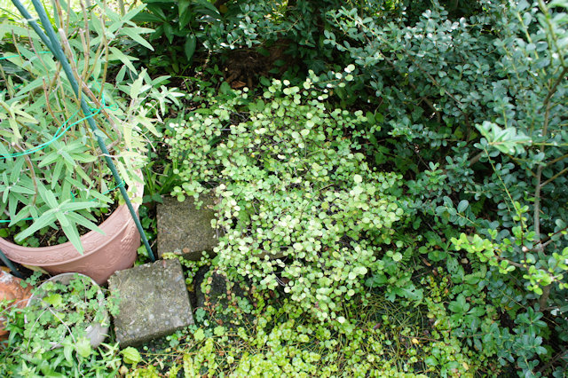 ワイヤープランツ