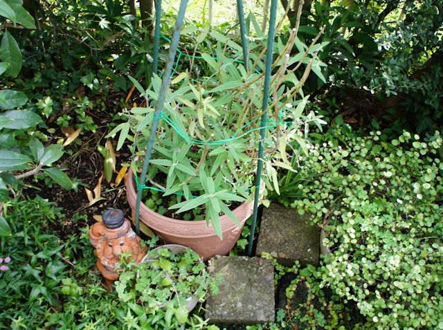 アメジストセージ