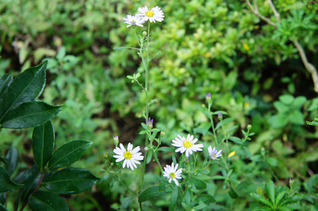 ノコンギク(野紺菊)