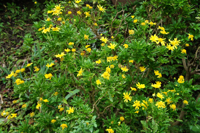 マーガレットコスモス