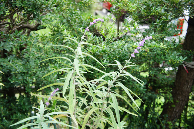 アメジストセージ