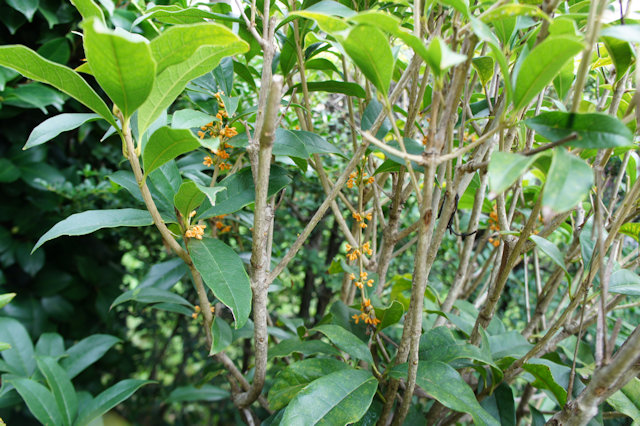 キンモクセイ(金木犀)