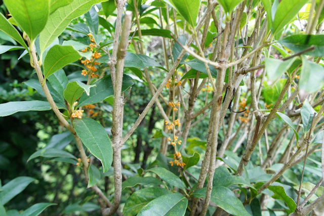 キンモクセイ(金木犀)