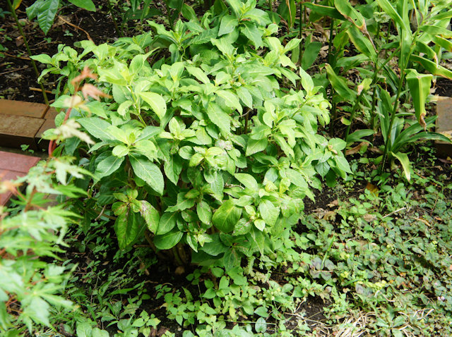 アジサイ(紫陽花)