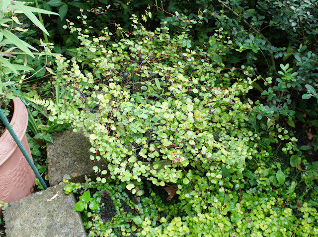 ワイヤープランツ